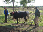 charrue à traction bovine