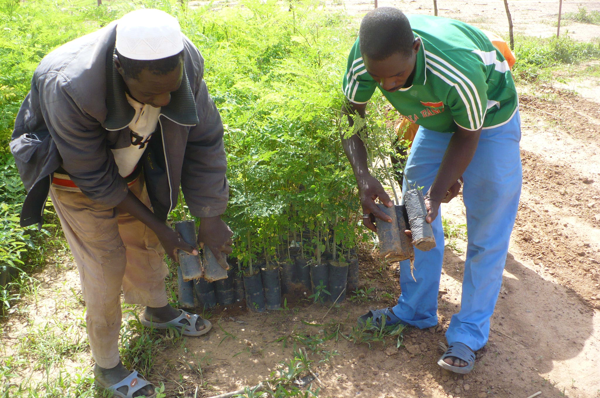 pépinières de Moringa