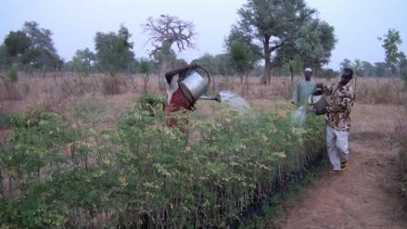 arrosage pépinière de Moringa