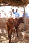boeuf dans son enclos